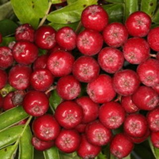 Превью изображения