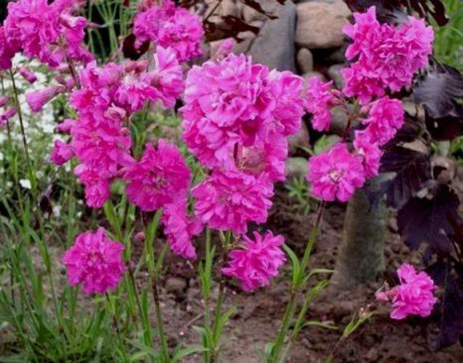 Превью изображения