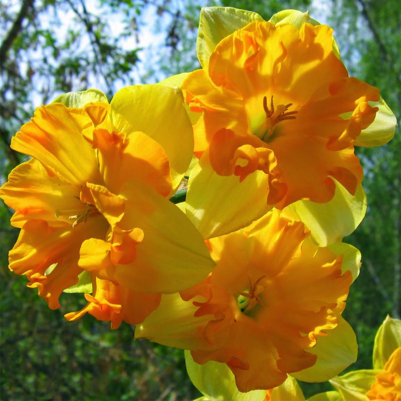 Превью изображения