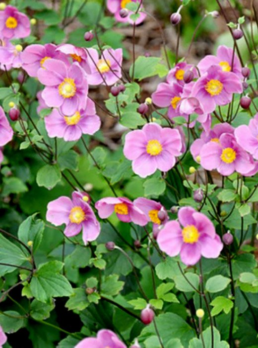 Превью изображения