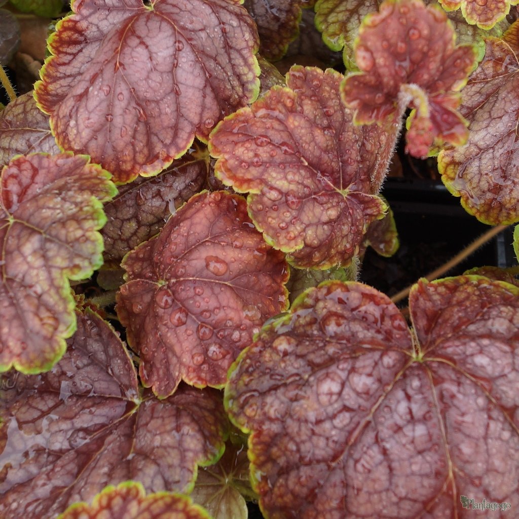 Превью изображения