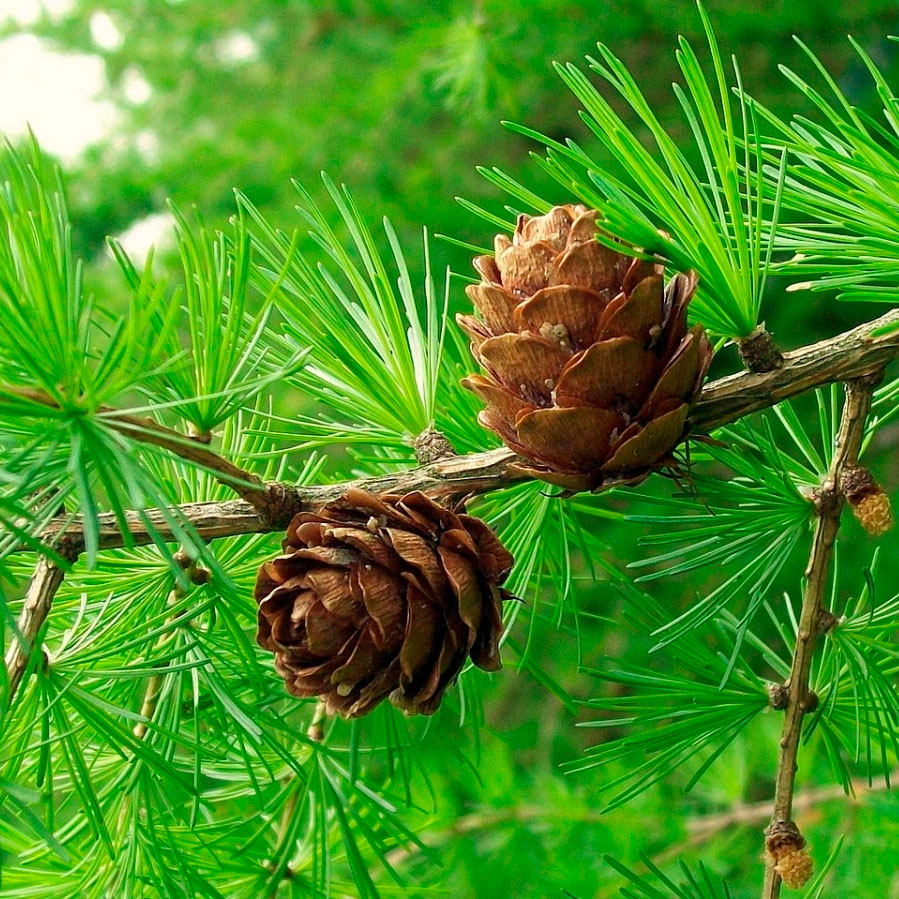 Превью изображения