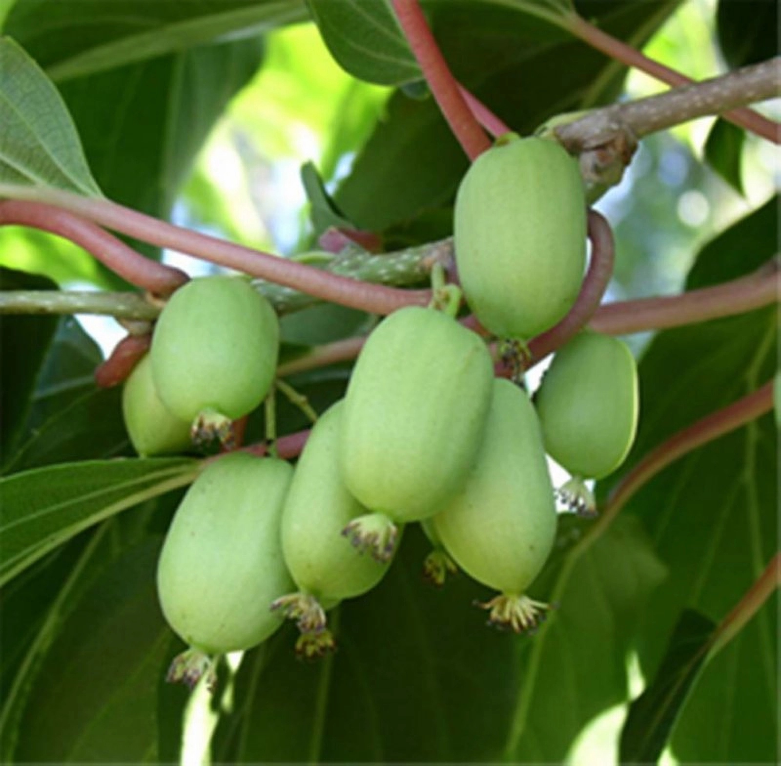 Превью изображения