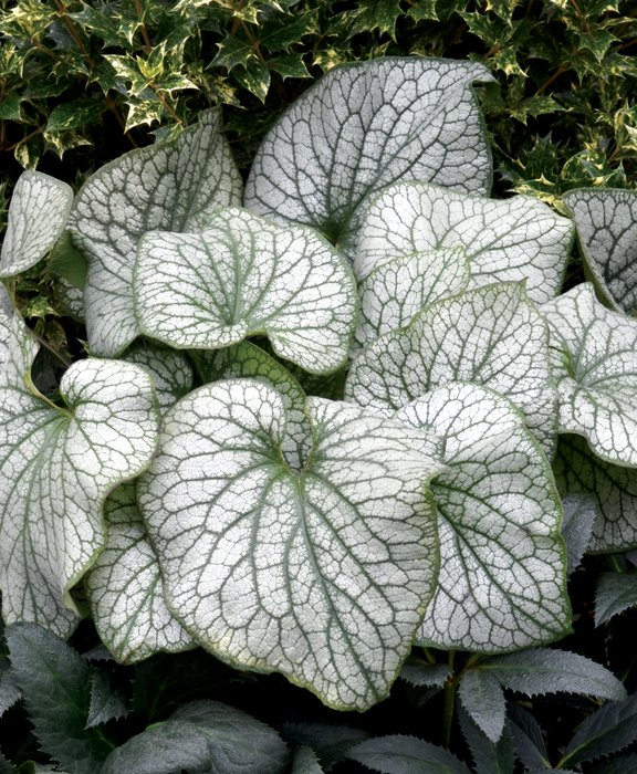 Превью изображения