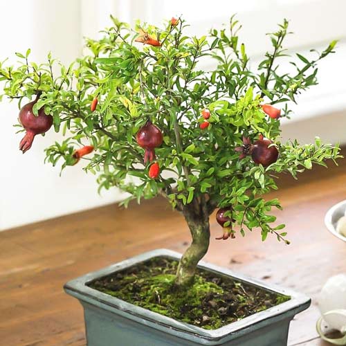 Превью изображения