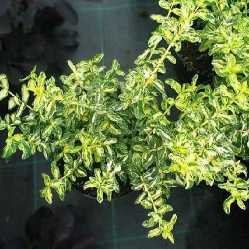 Превью изображения