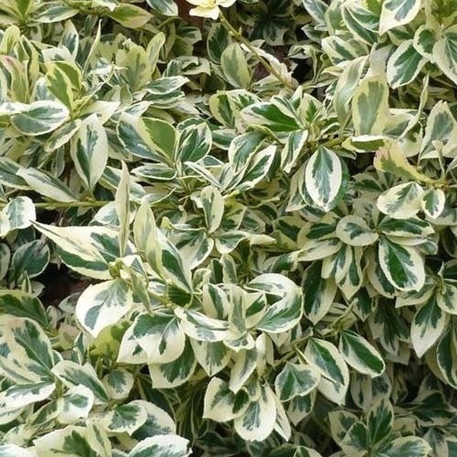 Превью изображения