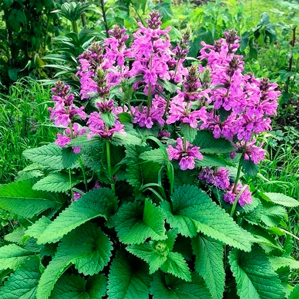 Превью изображения