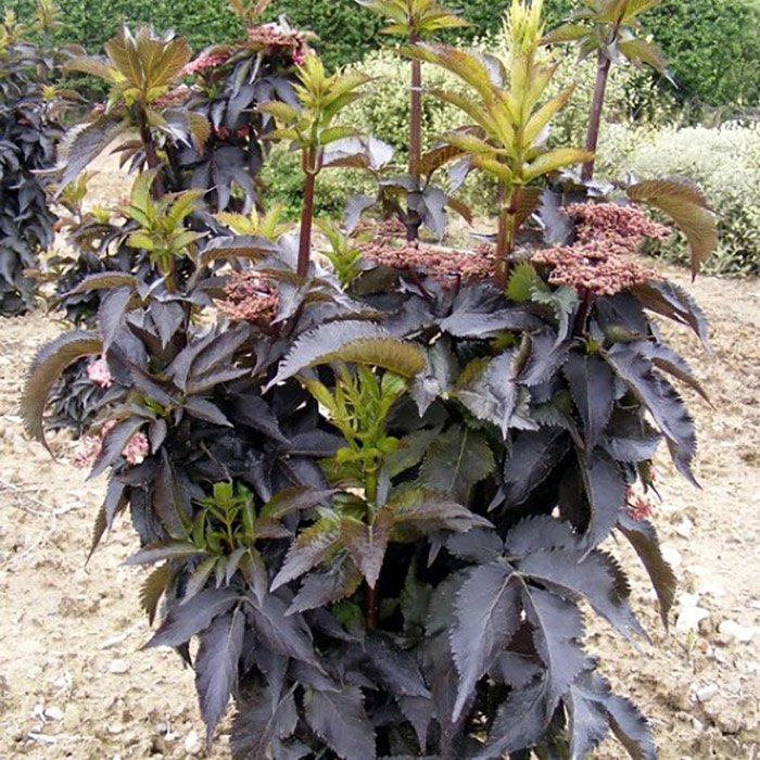 Превью изображения