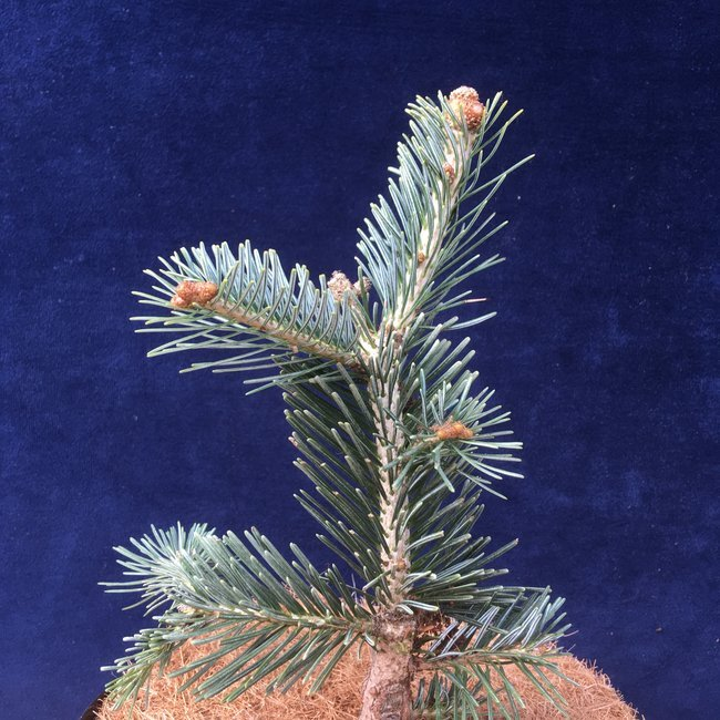 Превью изображения