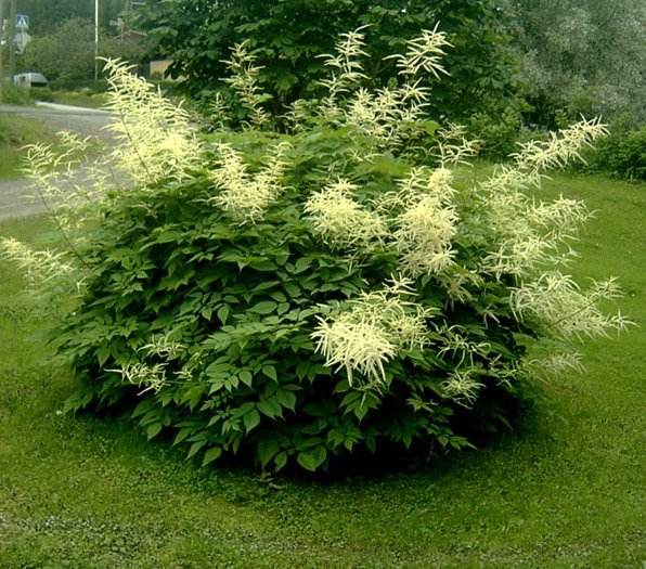 Превью изображения