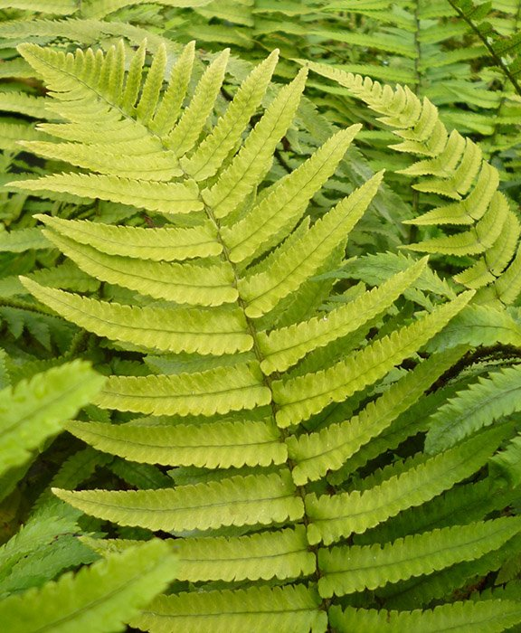 Превью изображения