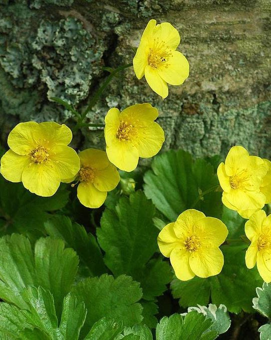 Превью изображения