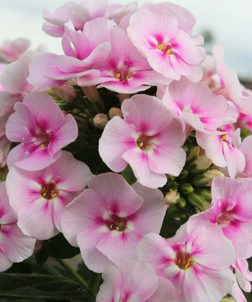 Превью изображения