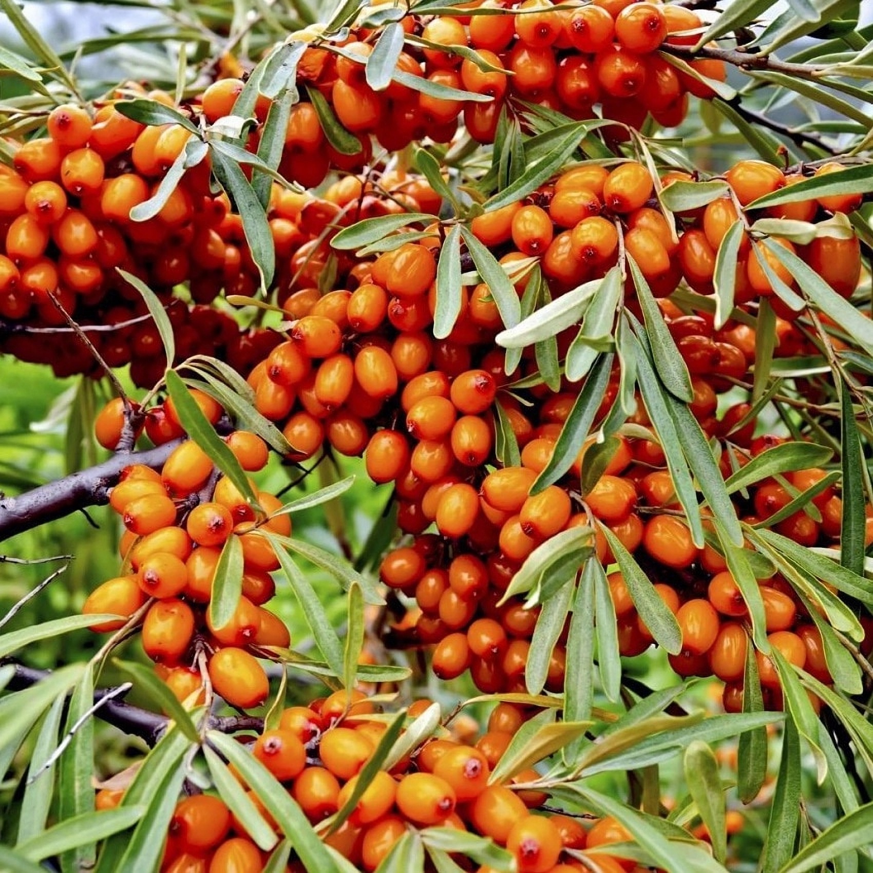 Превью изображения