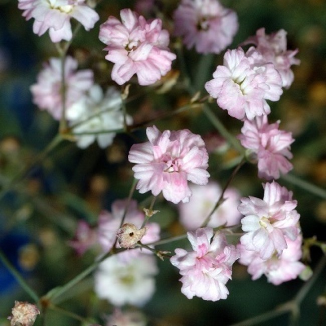 Превью изображения