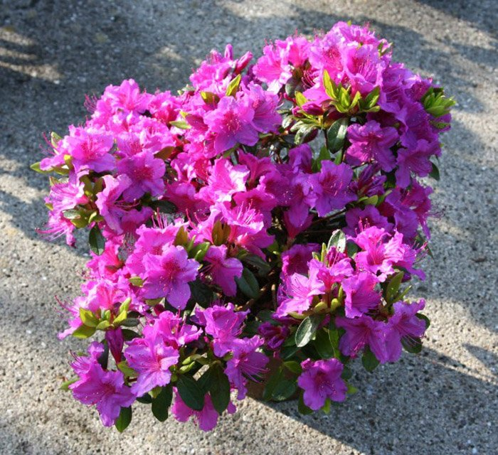 Превью изображения