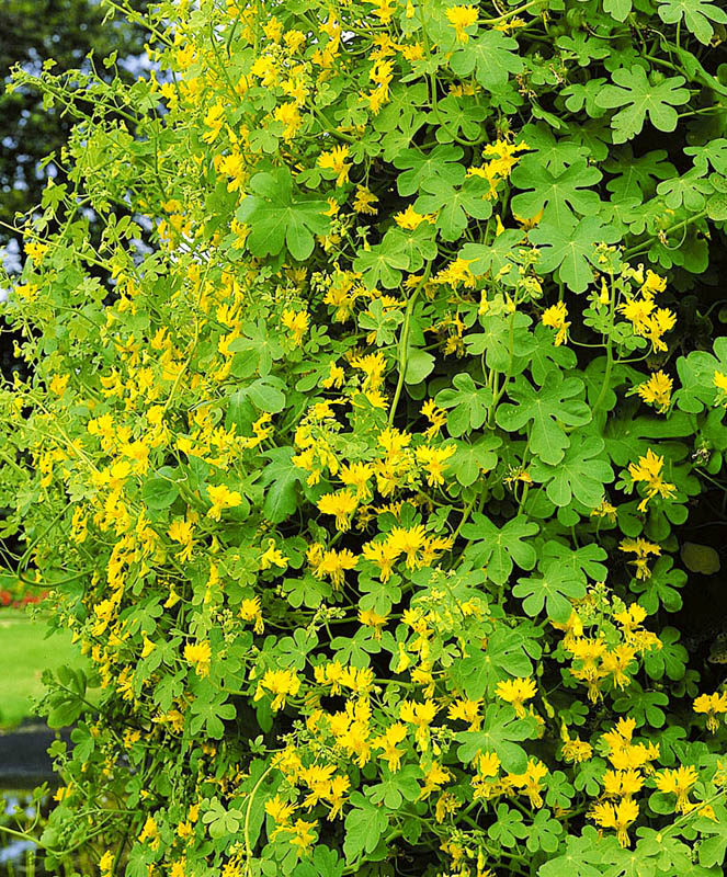 Превью изображения