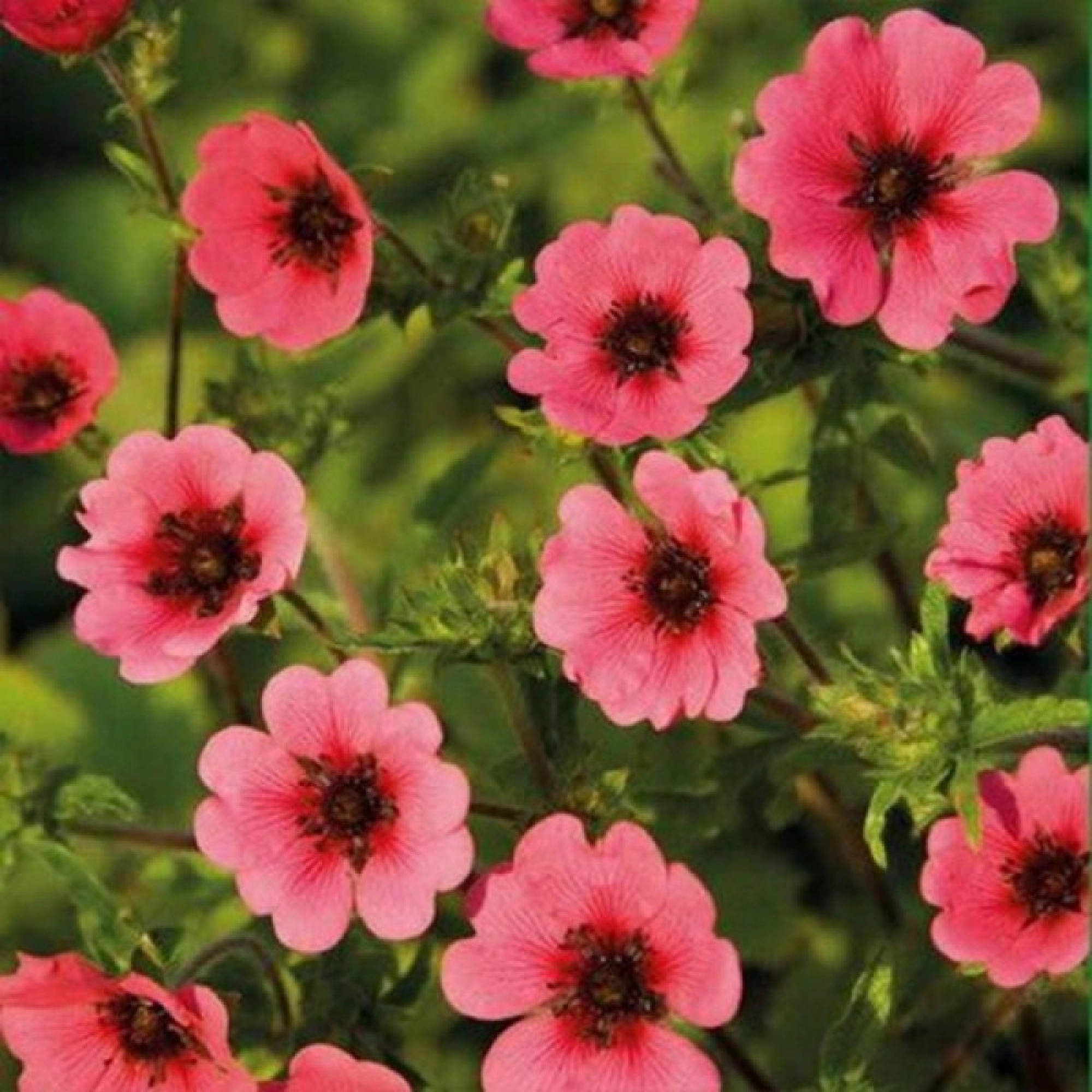 Превью изображения