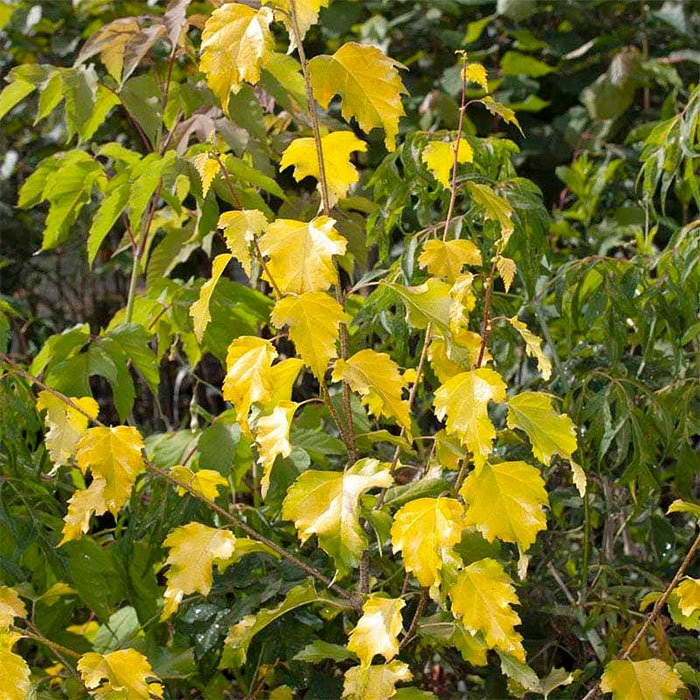 Превью изображения