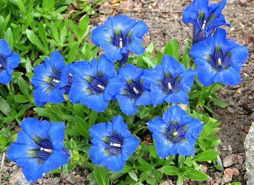 Превью изображения