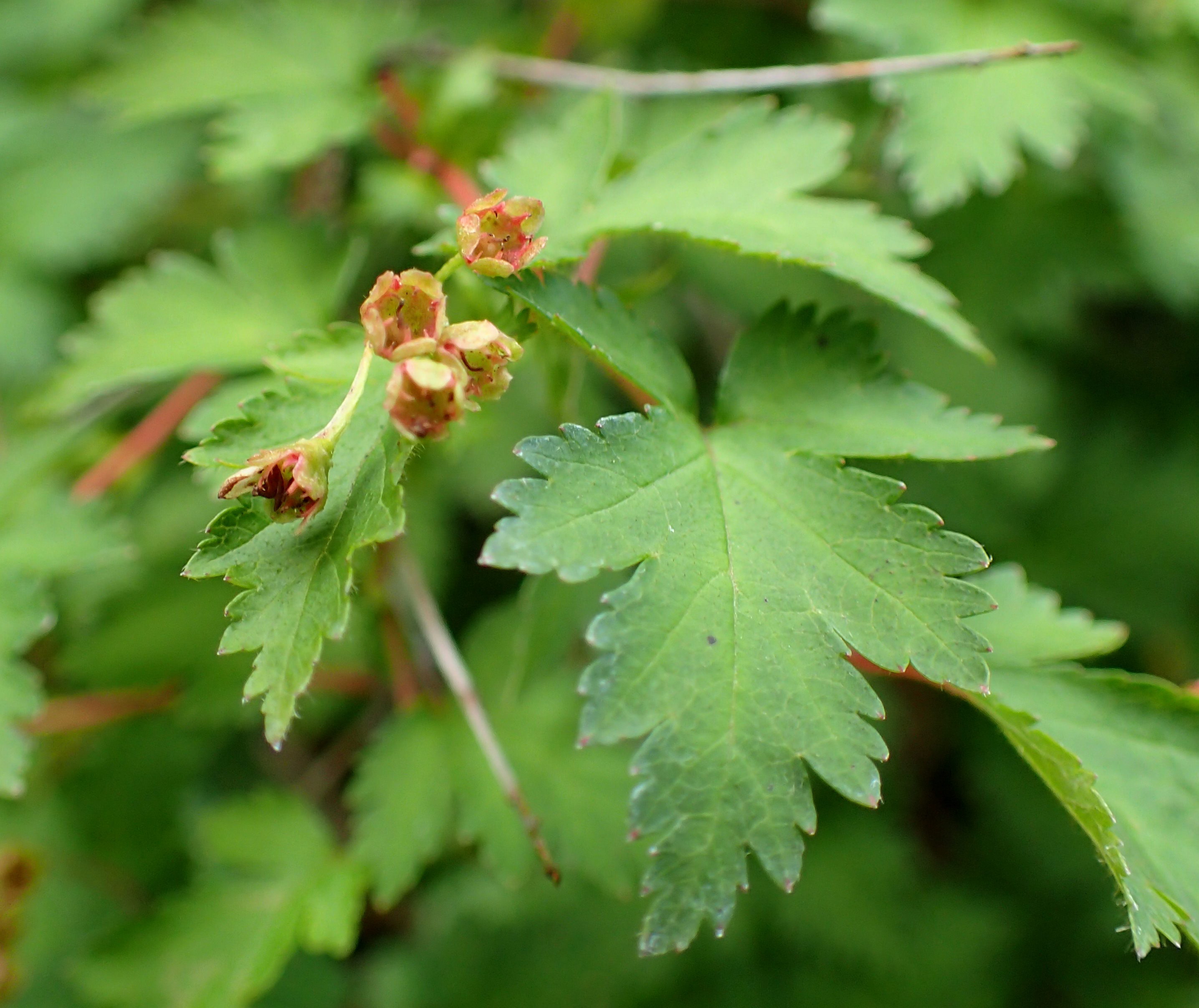 Превью изображения