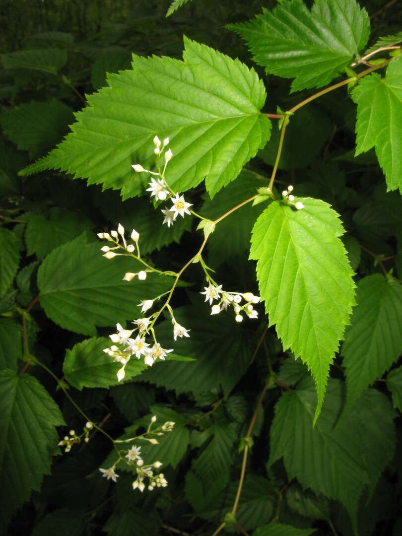 Превью изображения