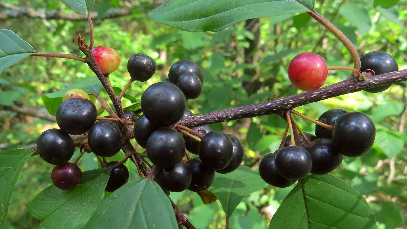 Превью изображения