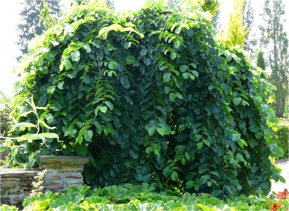 Превью изображения