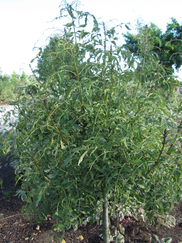 Превью изображения