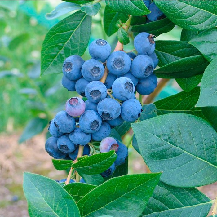 Превью изображения