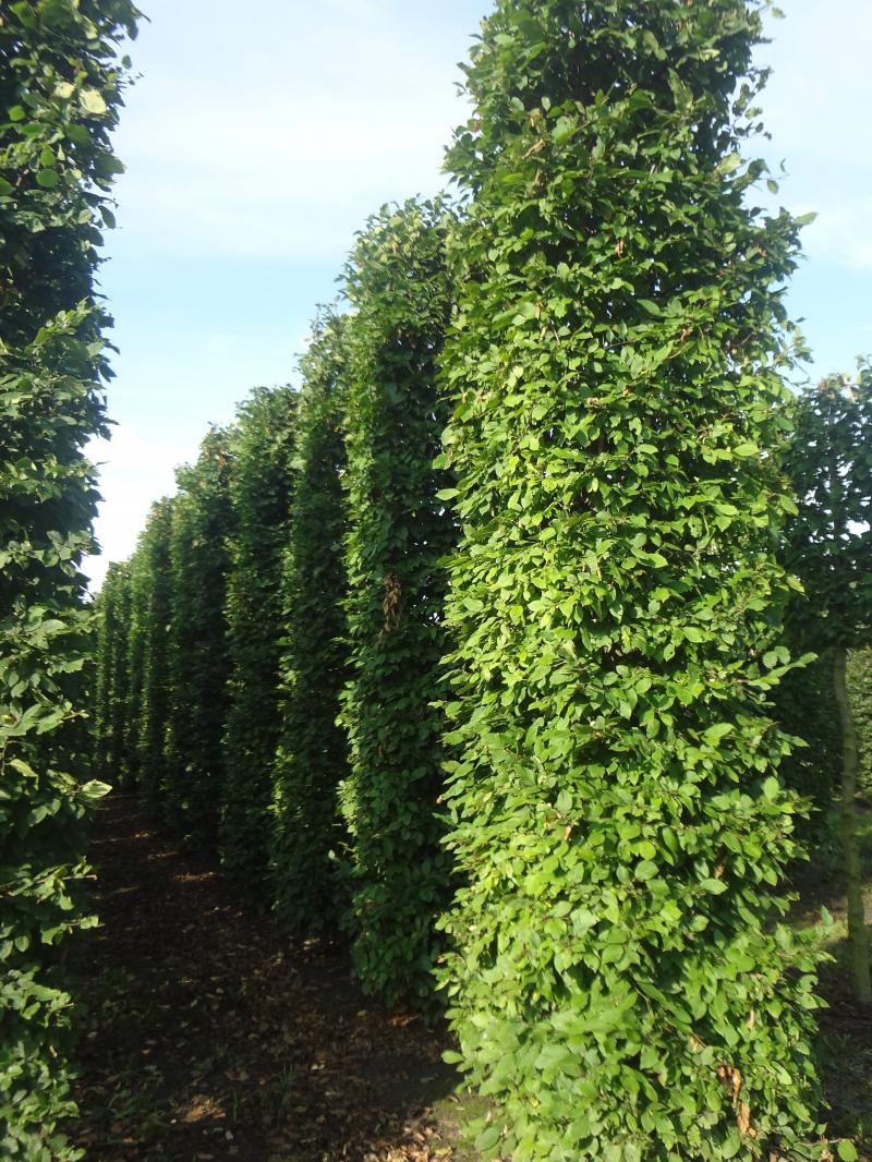 Превью изображения