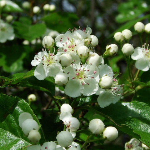 Превью изображения