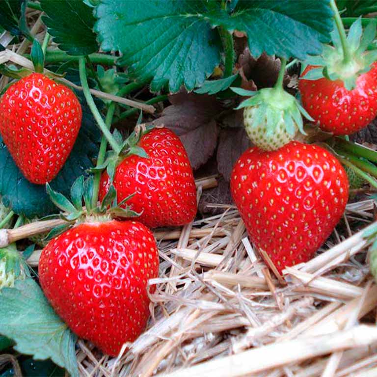 Превью изображения