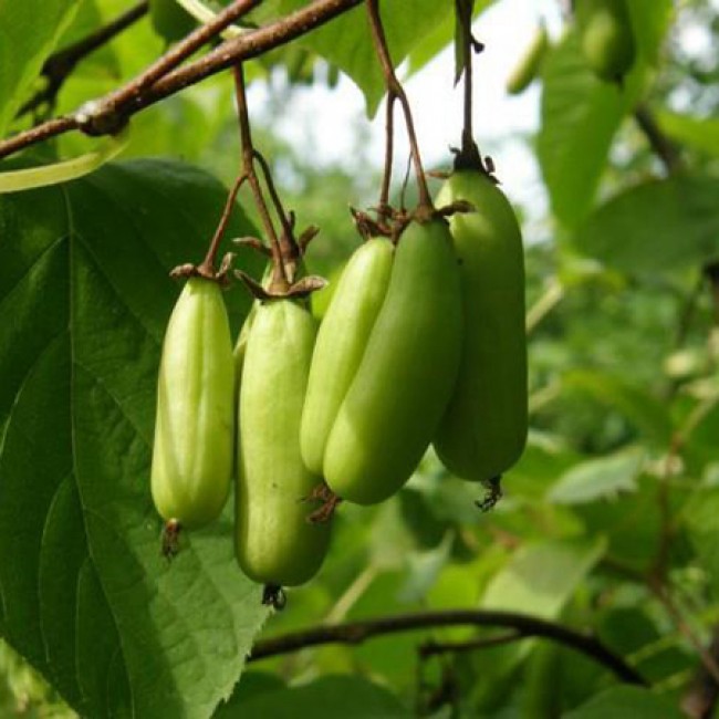 Превью изображения