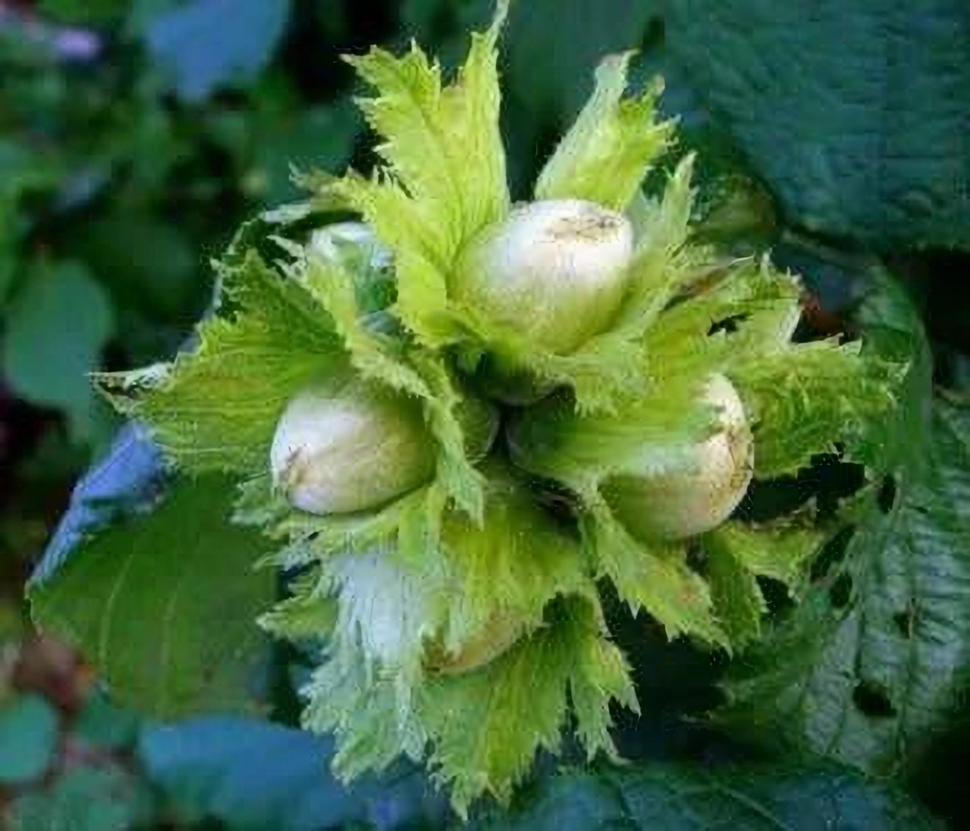 Превью изображения