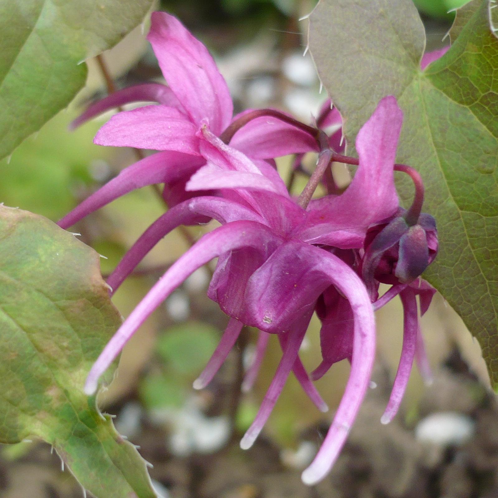 Превью изображения