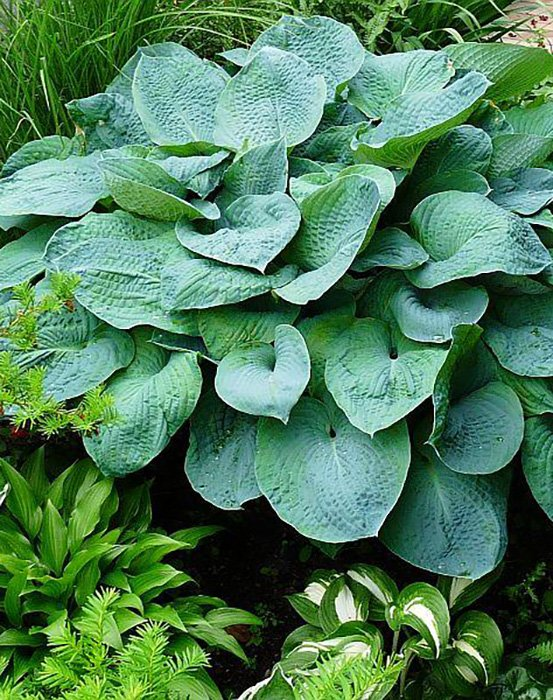 Превью изображения