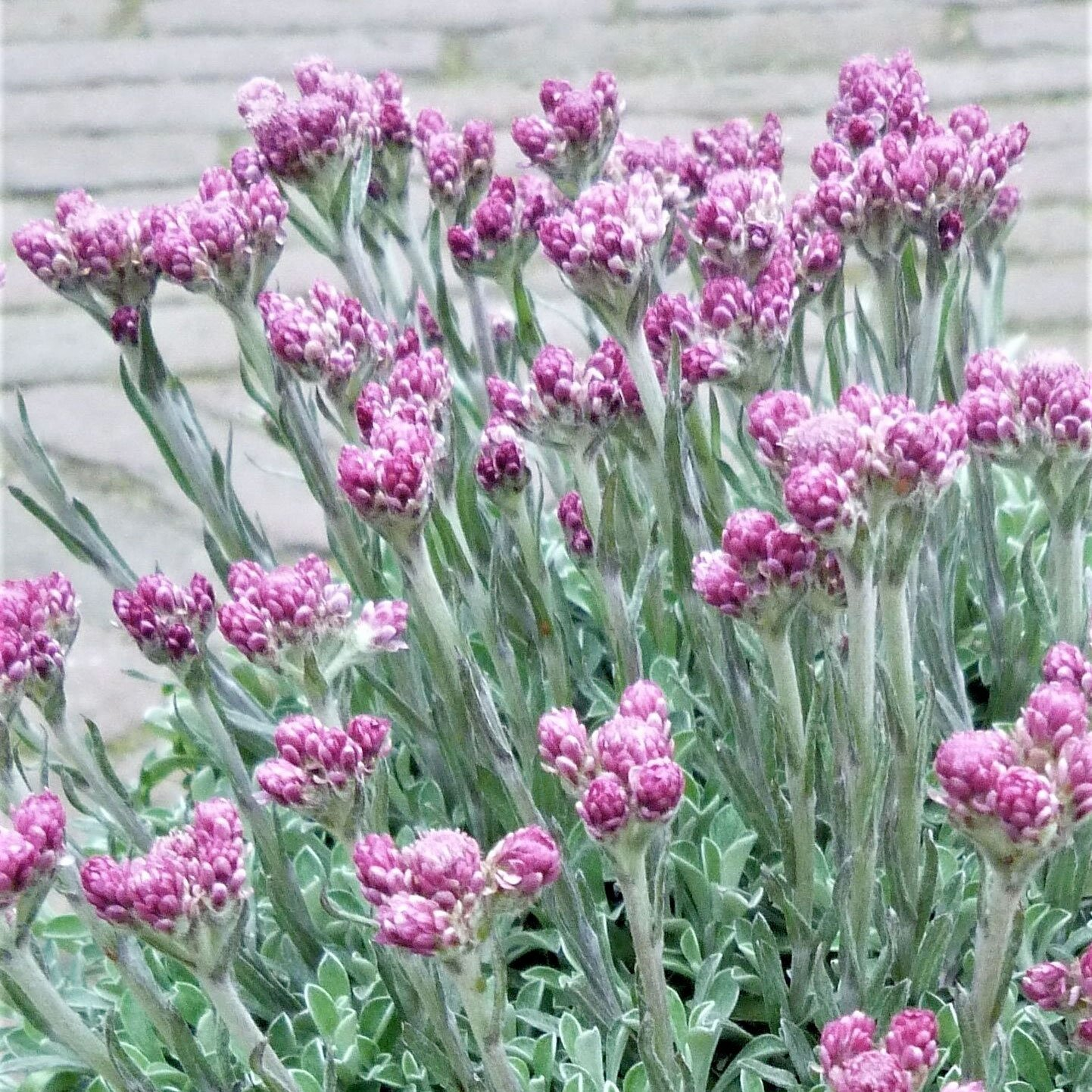 Превью изображения