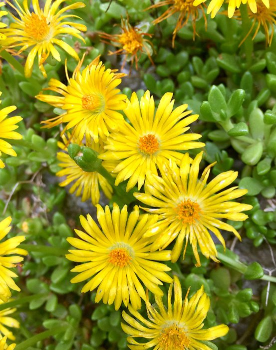 Превью изображения