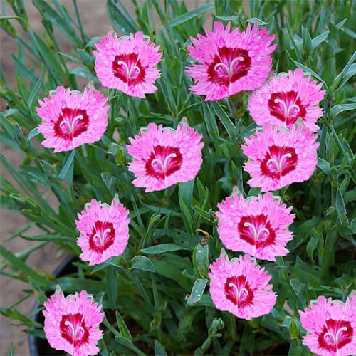 Превью изображения