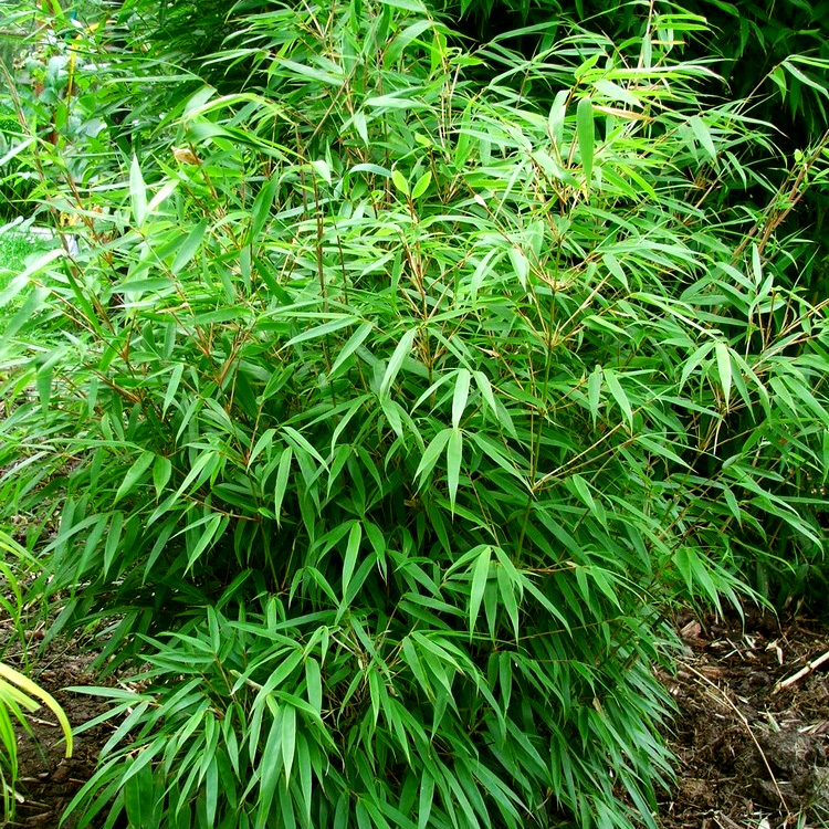 Превью изображения