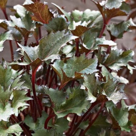 Превью изображения