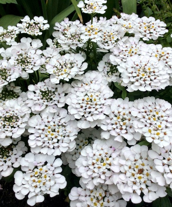 Превью изображения