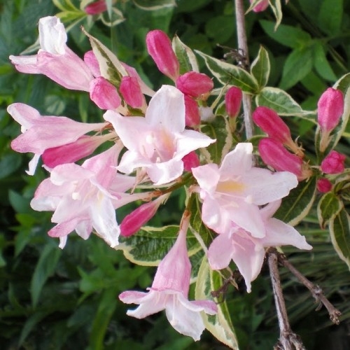 Превью изображения