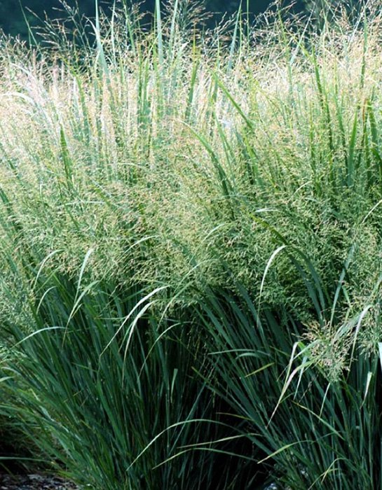 Превью изображения