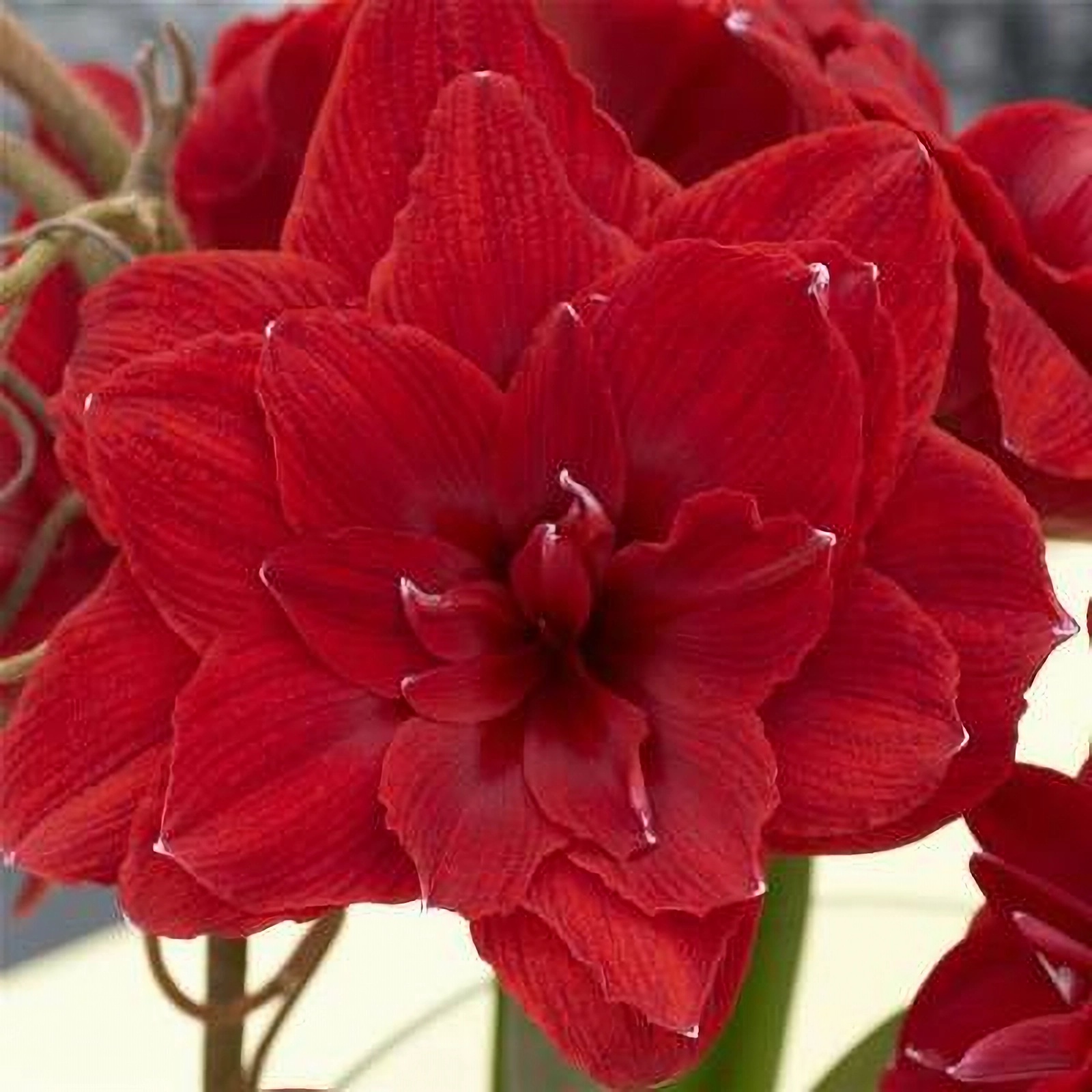 Превью изображения