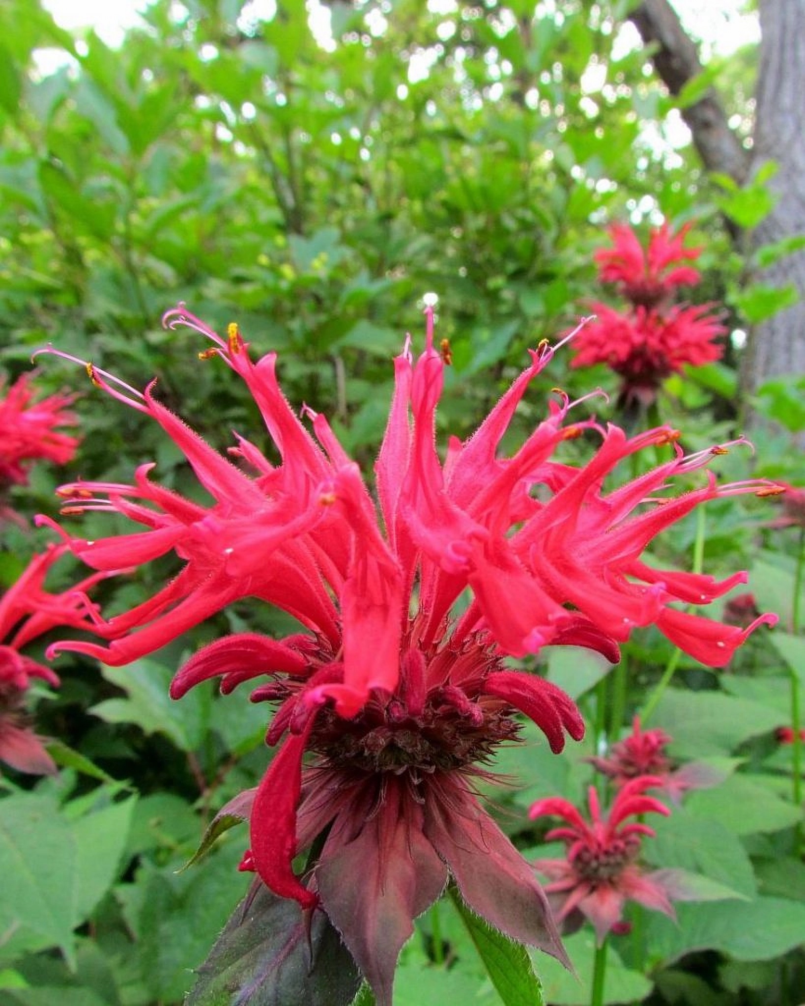 Превью изображения