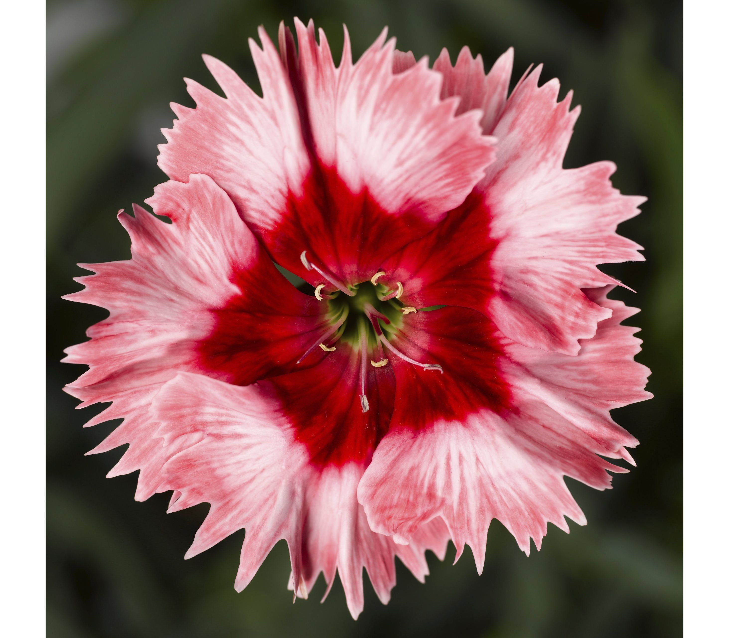 Превью изображения