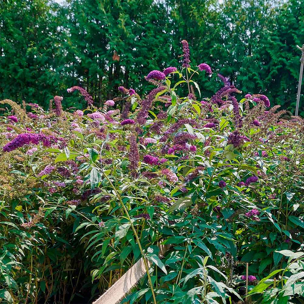 Превью изображения